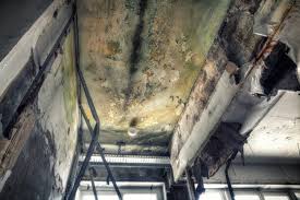 Mold Documentation for Insurance Claims in Brooklyn, WI